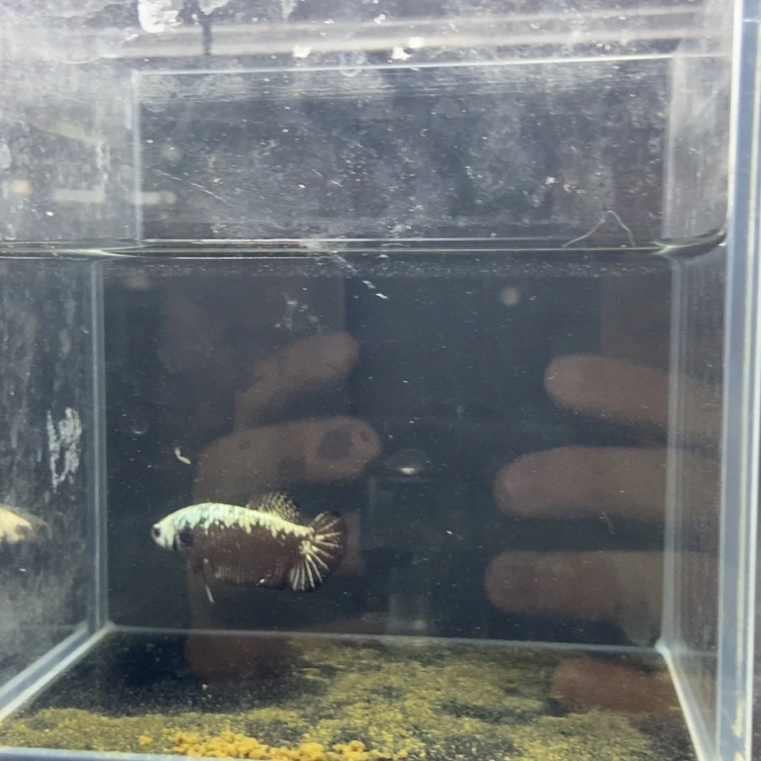 斗鱼包活不包损所见即所得267