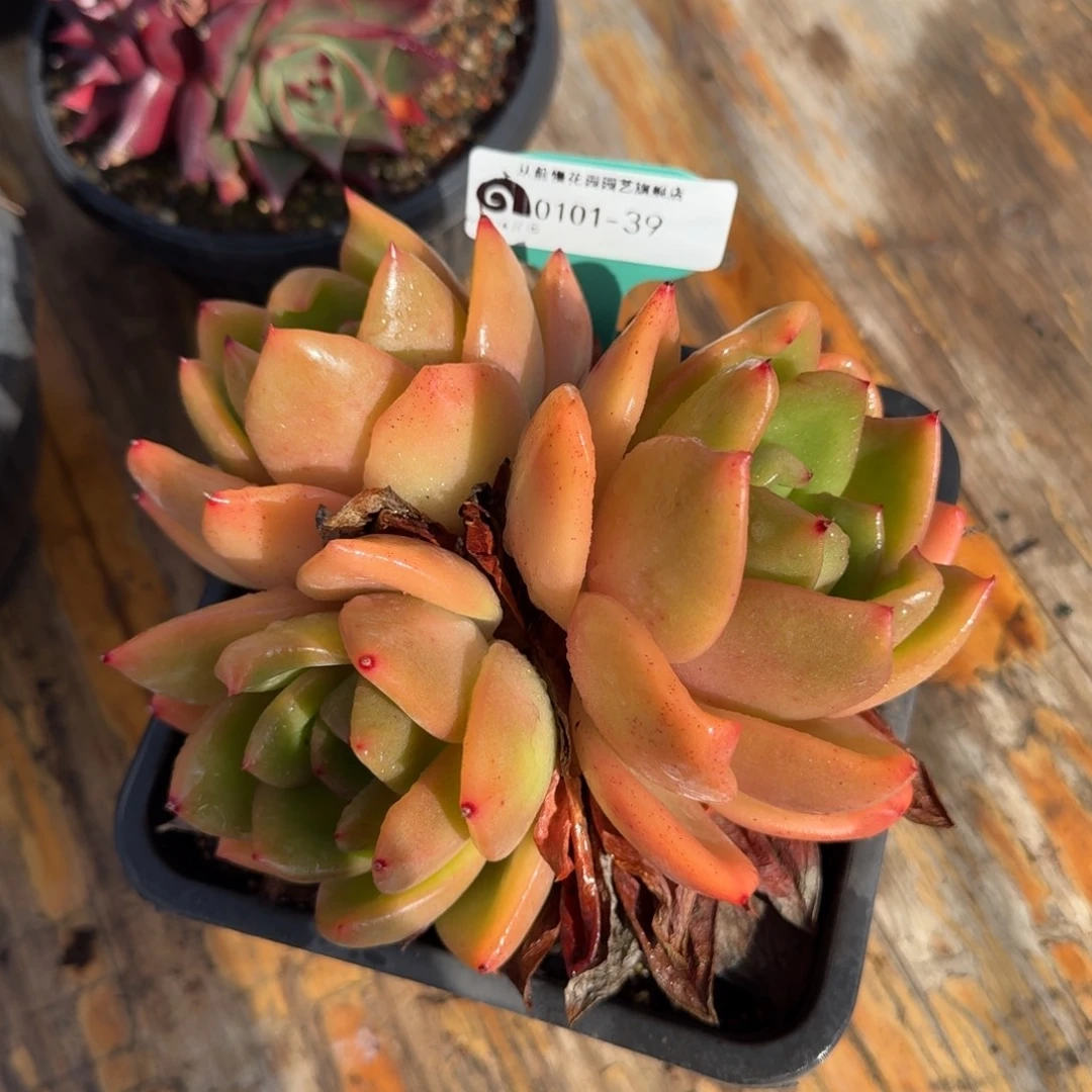 从前慢花园多肉编号0101-39