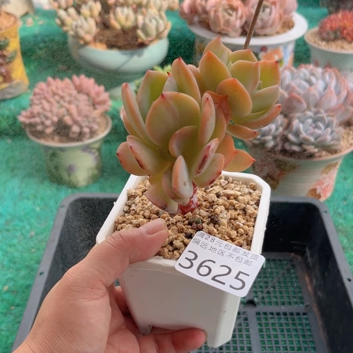 大3625:？xbcbbbnhb