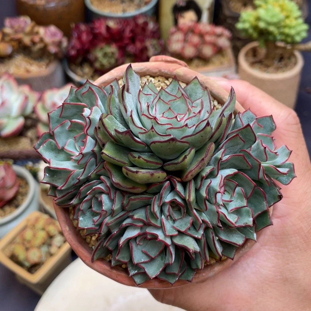 大宽叶剑斯诺娃群生