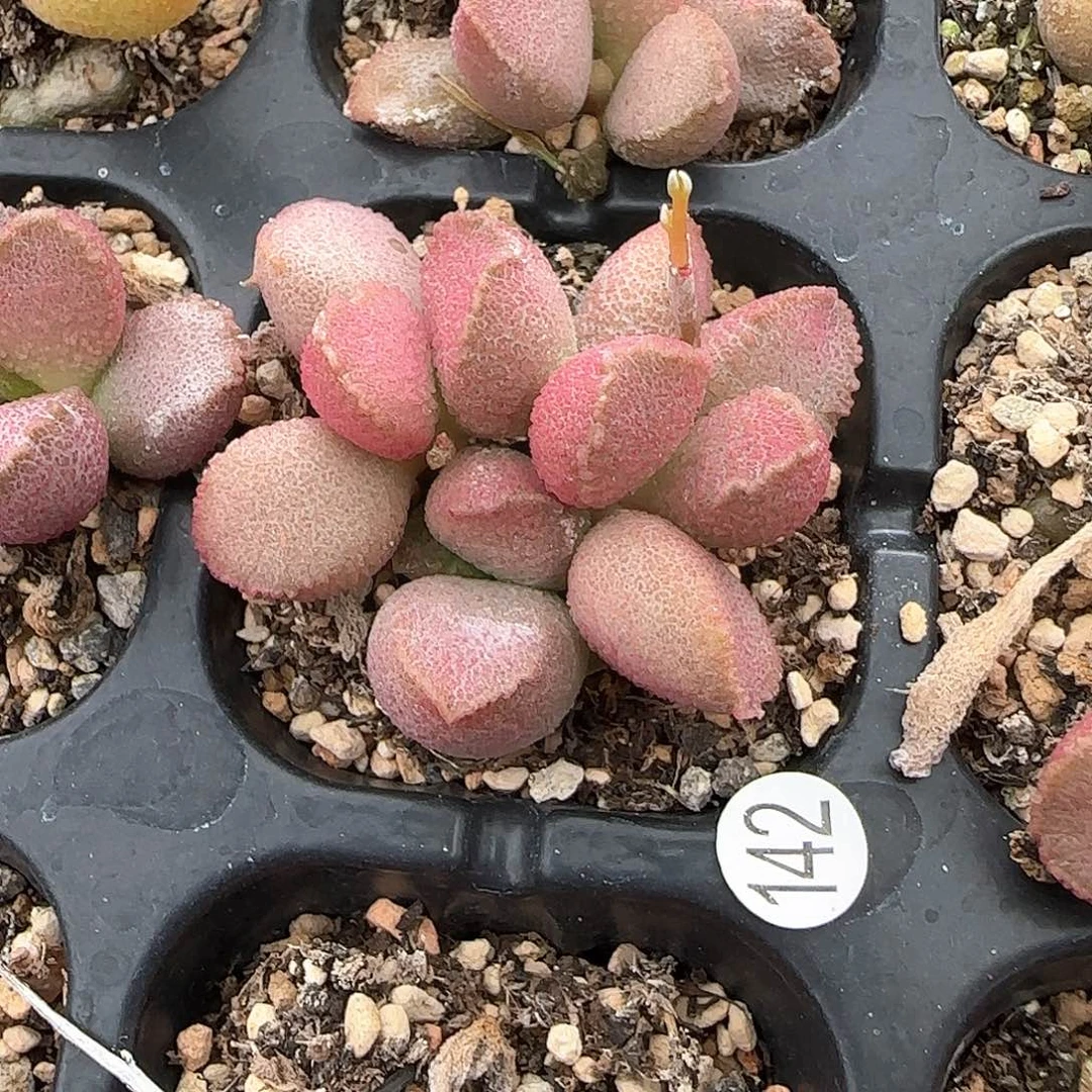 糖沁水泡多肉植物