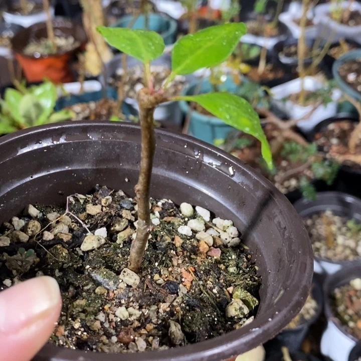 舍特带盆土发货实生