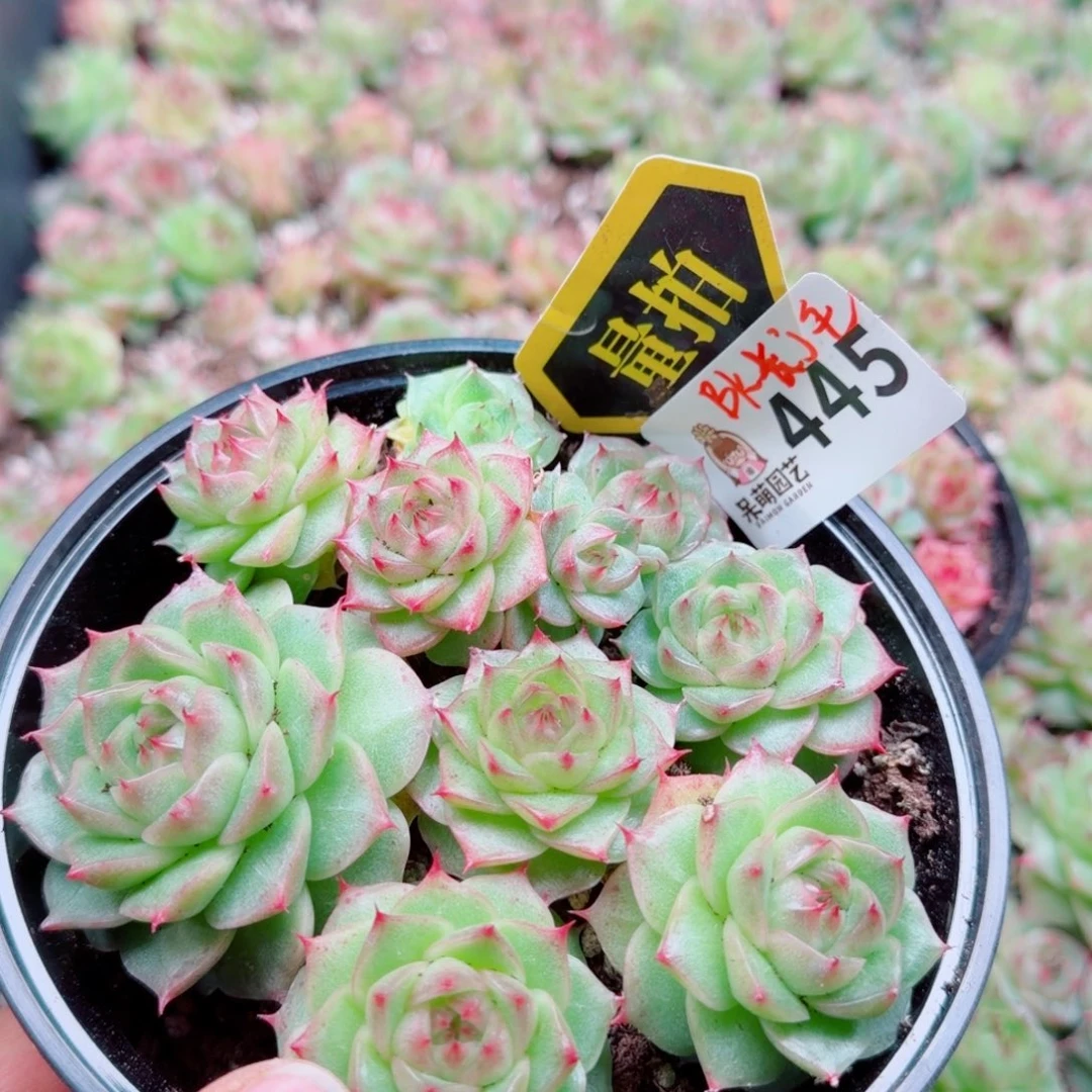 多肉植物多肉植物