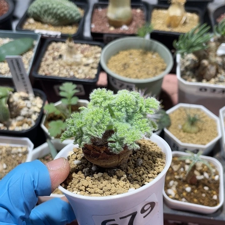 679羽叶杨葵块根植物