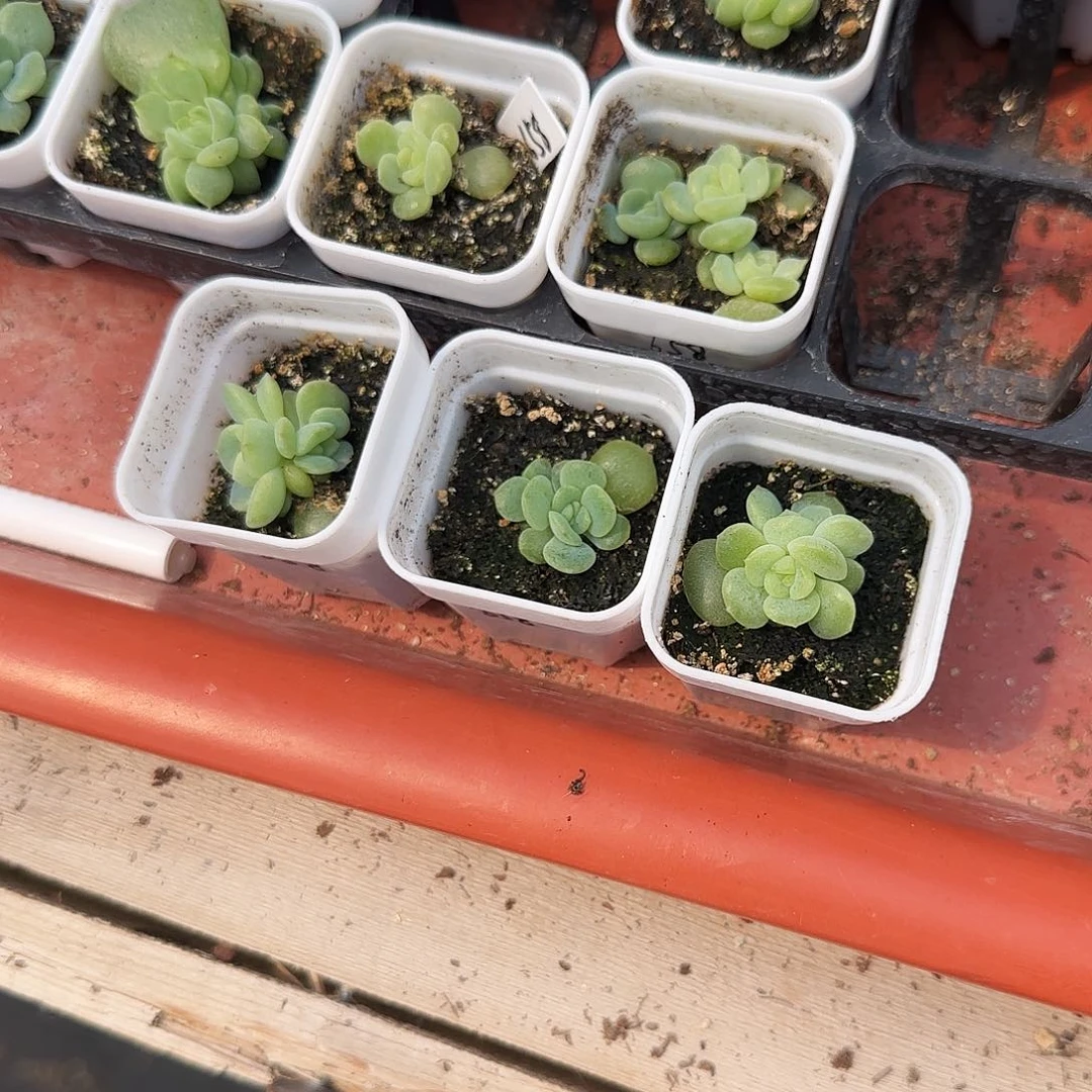 风花658 盆一个满25包邮