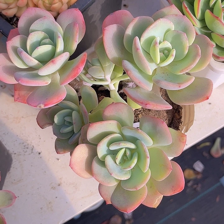 白月光16113多肉植物