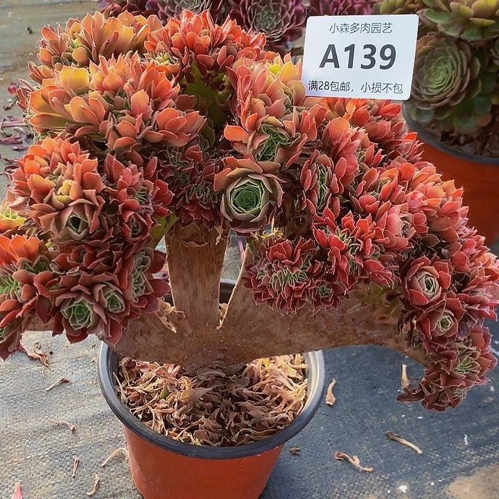 139玫瑰多肉8888888