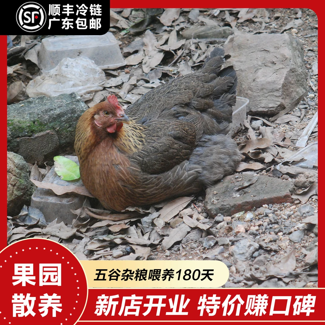 （现挑现选）果园散养180天清远麻鸡 肉质嫩滑  包冰率不含冰