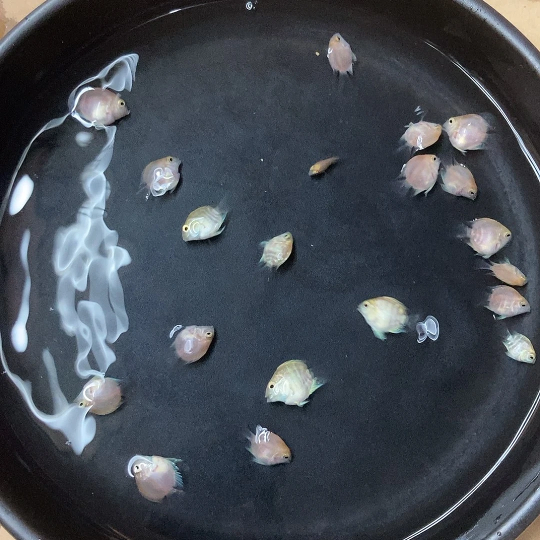 鹦鹉鱼胭脂粉苗一盘
