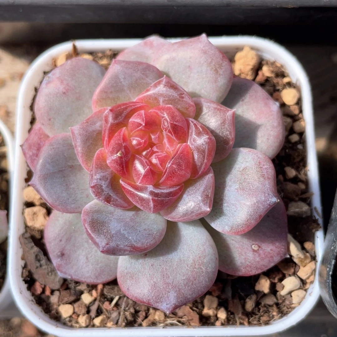 优选憨憨珍妮1237