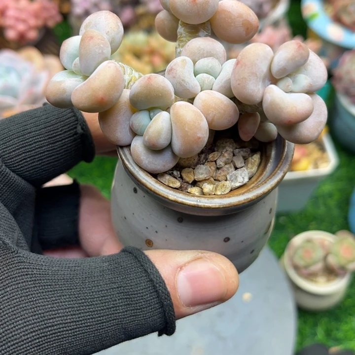 奥****了s lo k l lo o ktv o ku