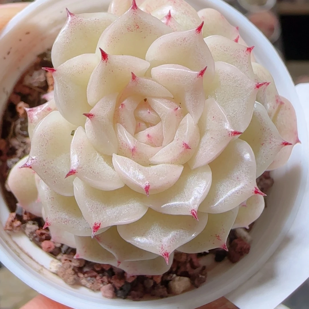 花语多肉1214-325白玉魔