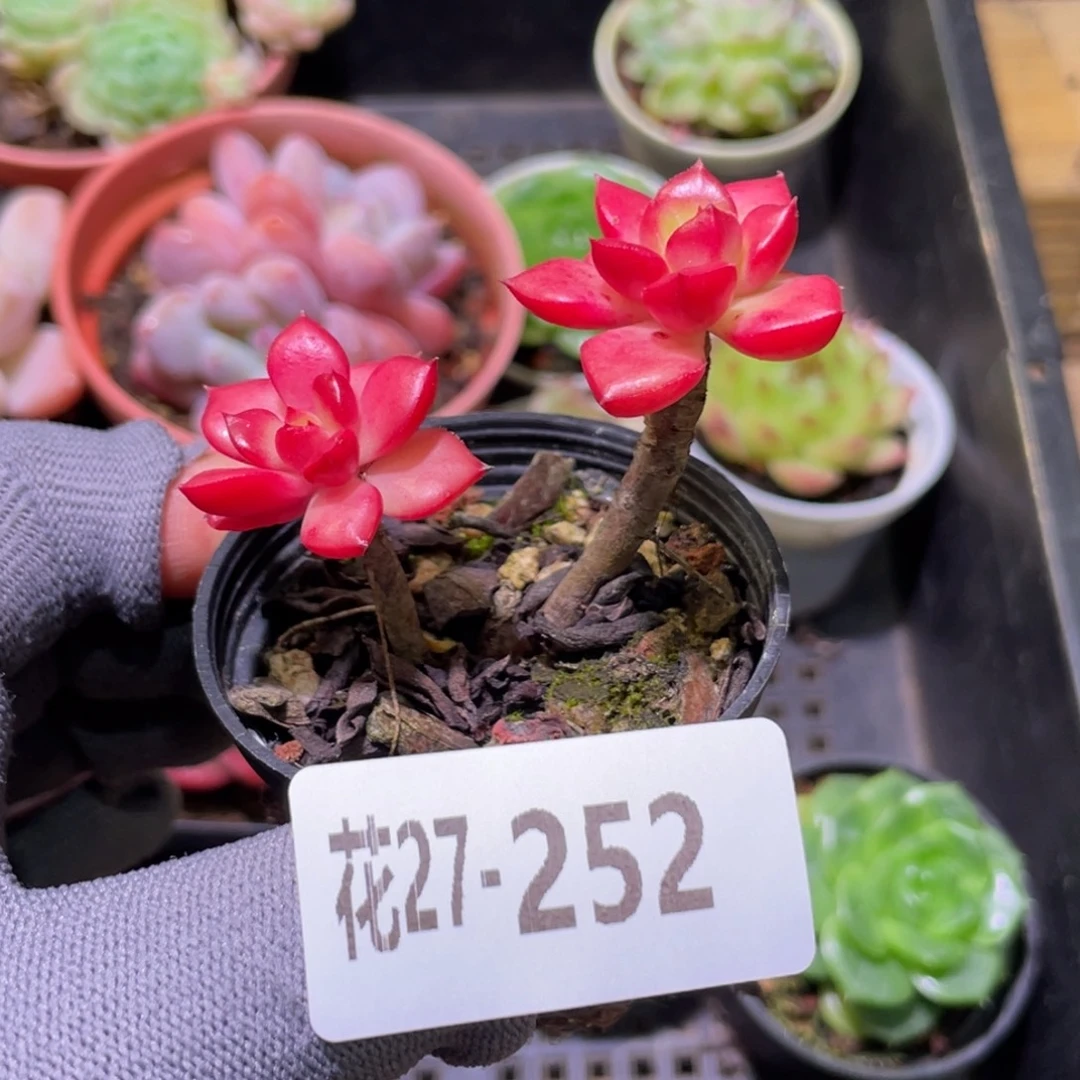 花利美27-252蒂亚