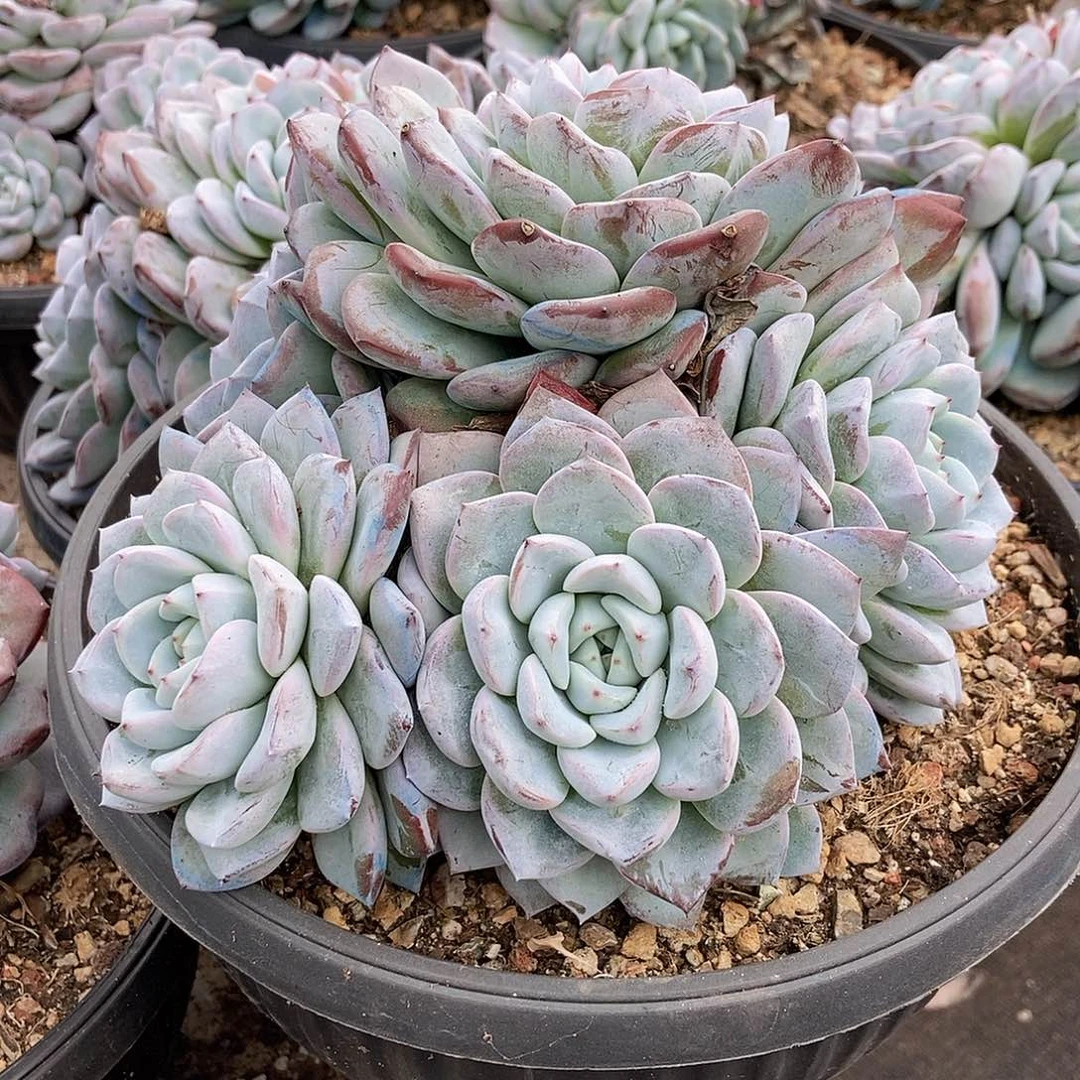 维特随机多头大群