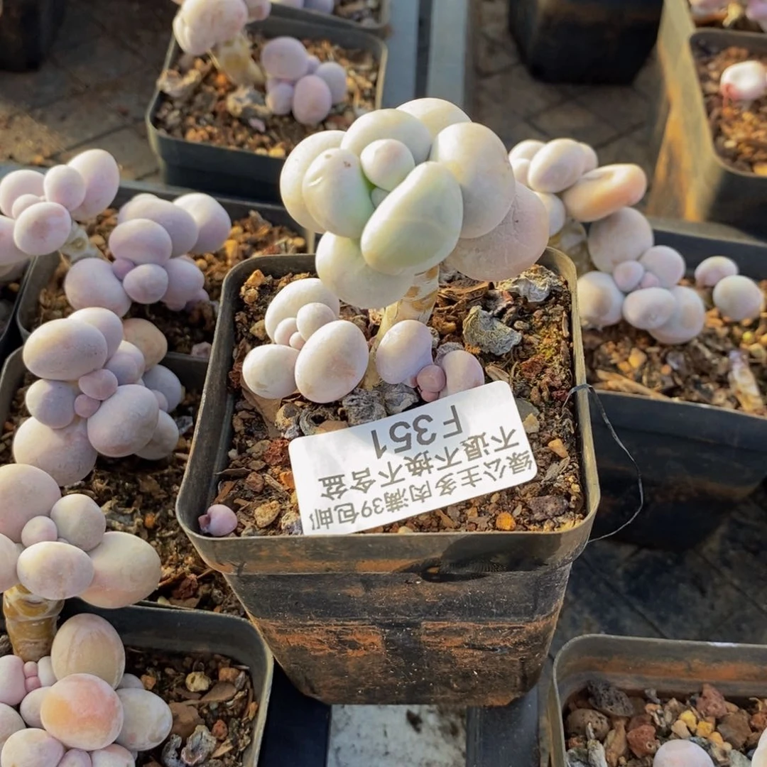 351橙奶多肉肉3c m