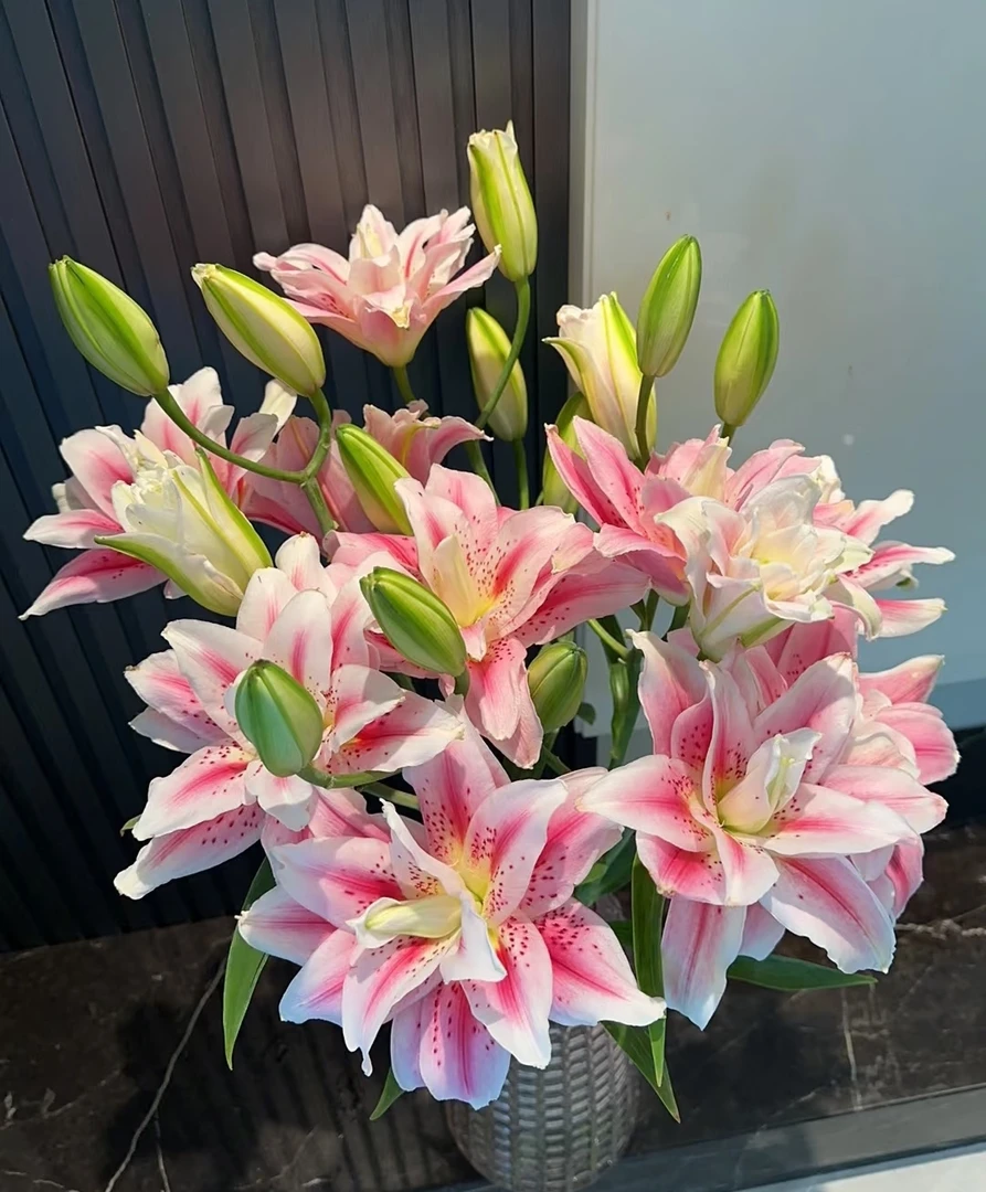 太平盛世百合重瓣水培水养插瓶云南冷链直发新鲜切花