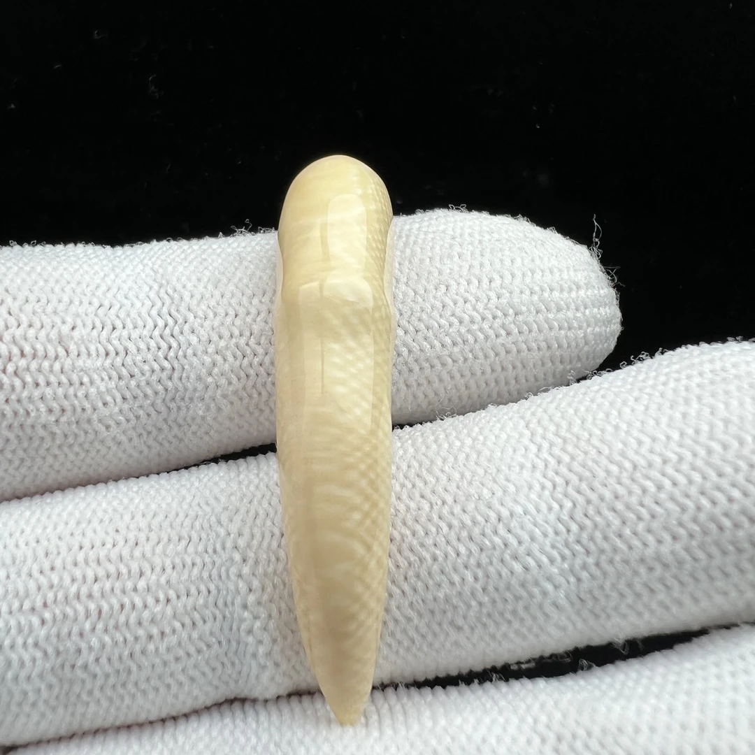 L3385天然猛犸牙 雕刻牙尖43.7mm 支持鉴定 假一罚四