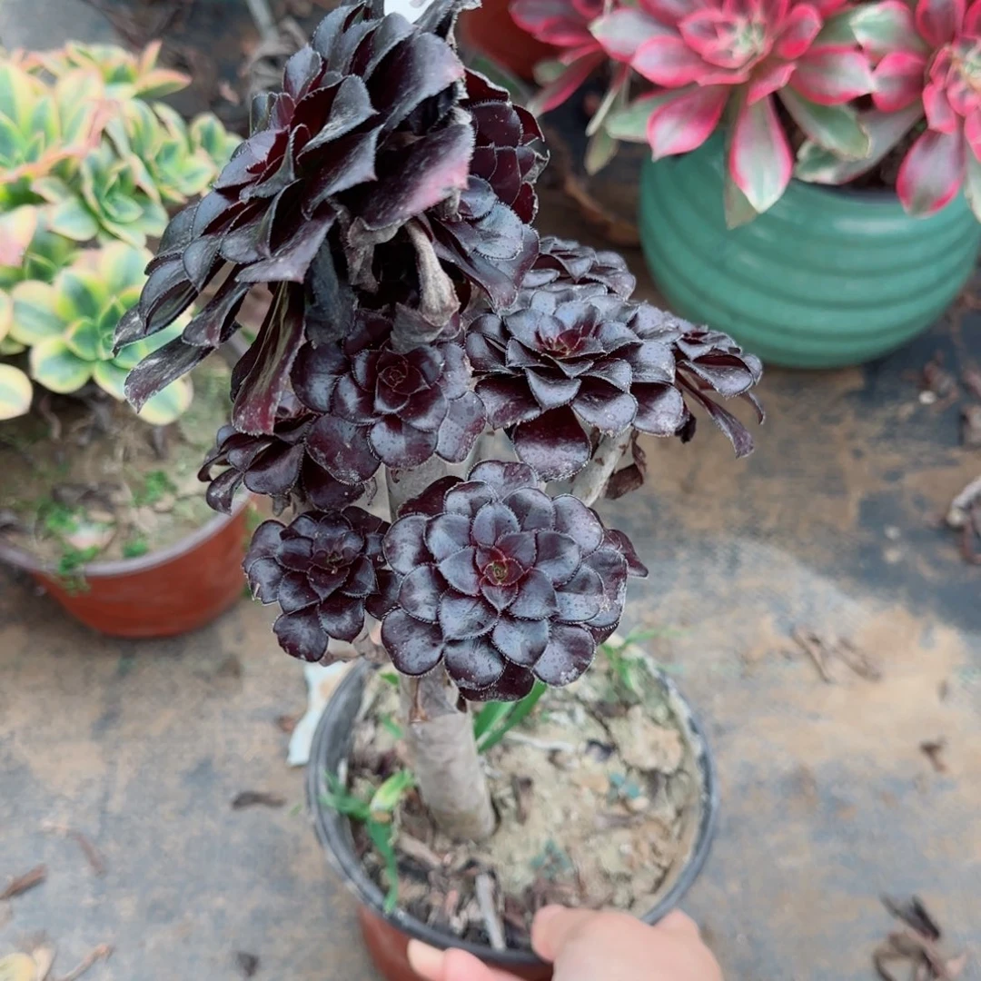 墨法师590满20包邮断枝不包