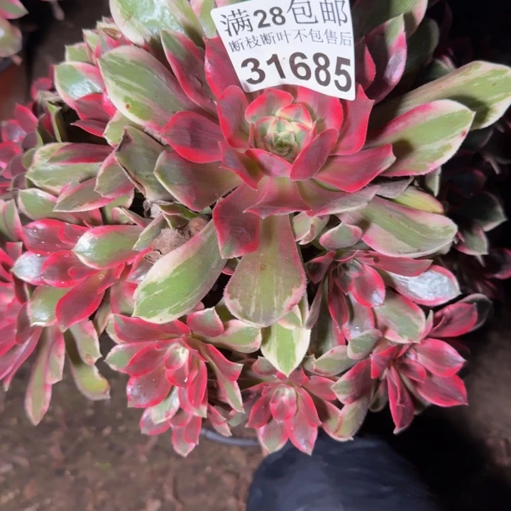 31685浣纱不包段枝