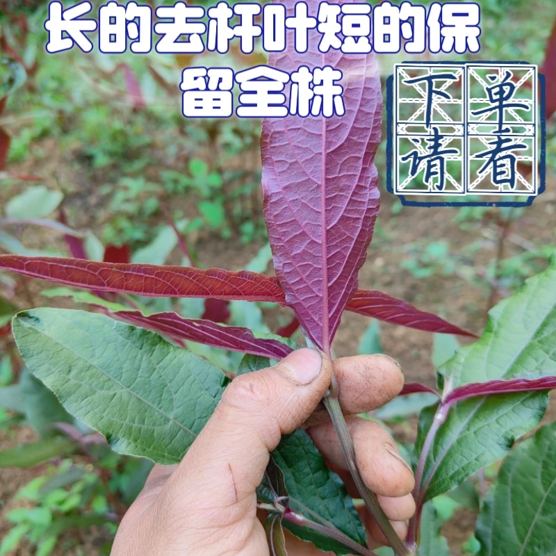 贵州绿植红根草新鲜中药红色红牛克夕种植买5送一红牛克膝