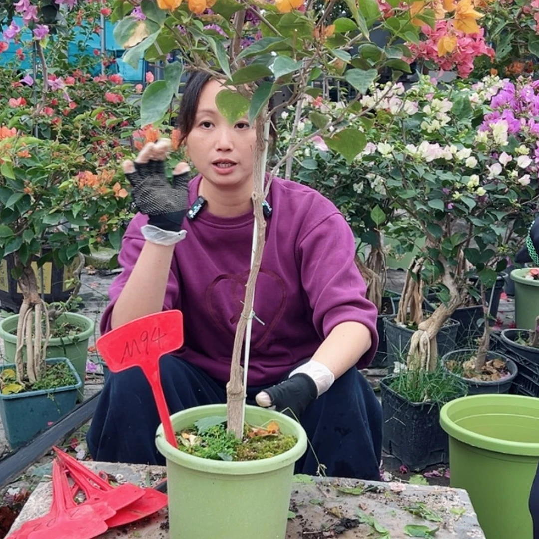 如***梦大部分花苞少量开放M94金色光辉