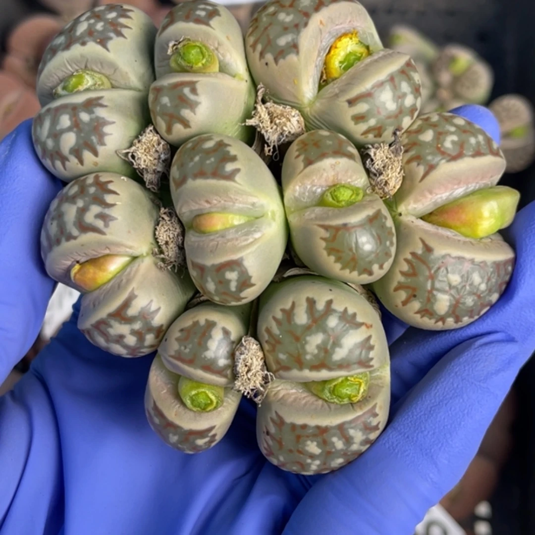 非偏远满20包邮300