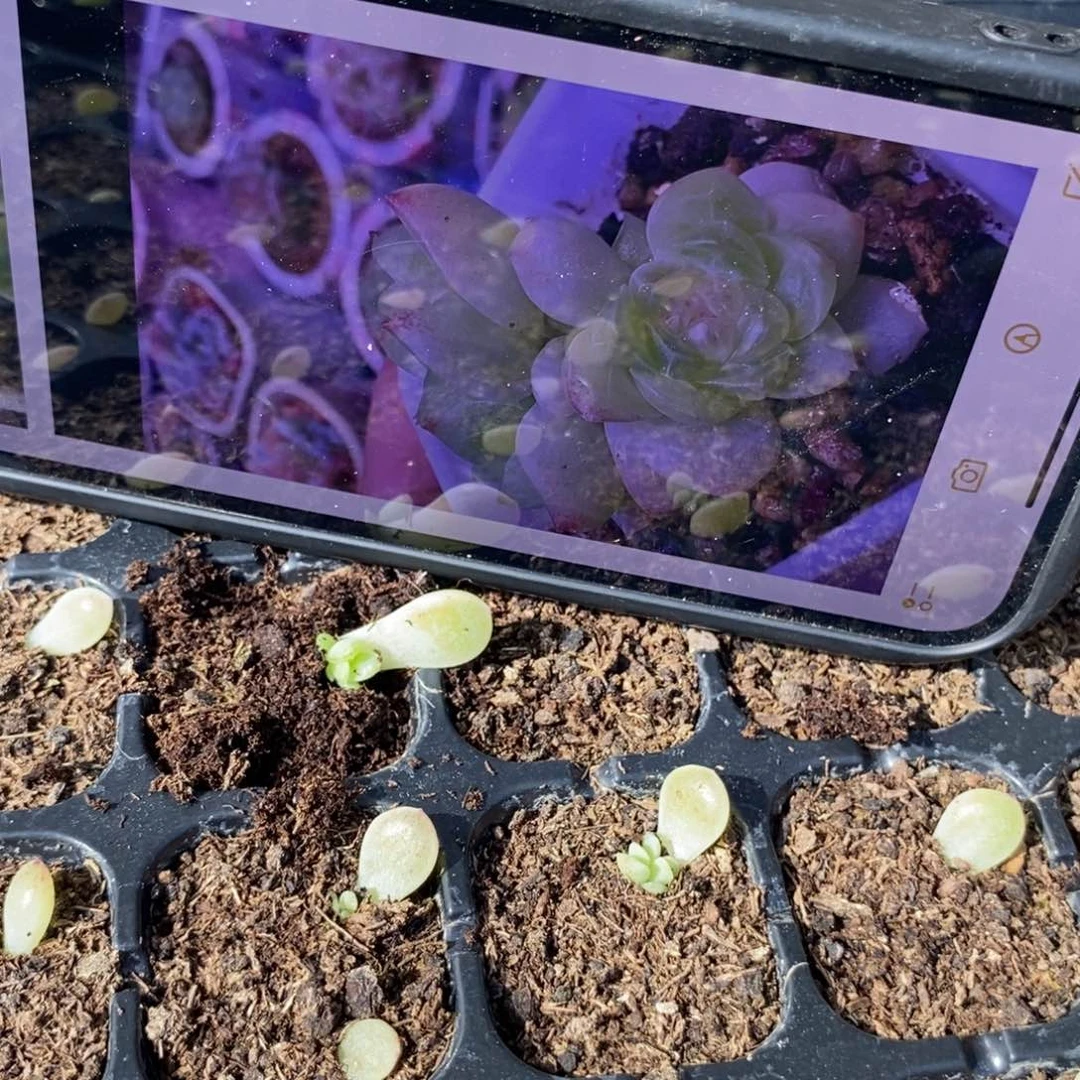 穴盘甜心481芽苗一个