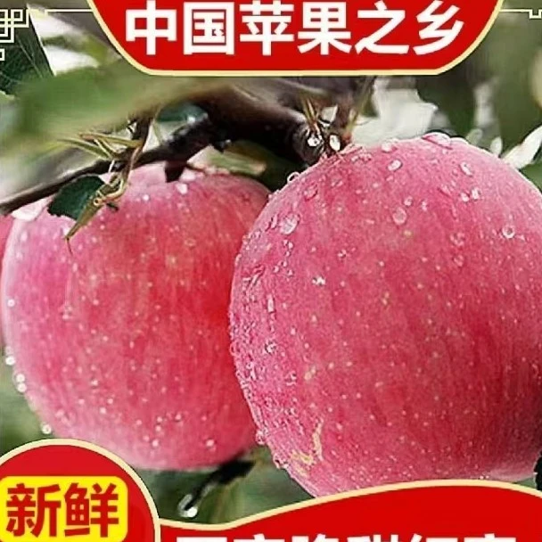 高山红富士苹果精选新鲜水果