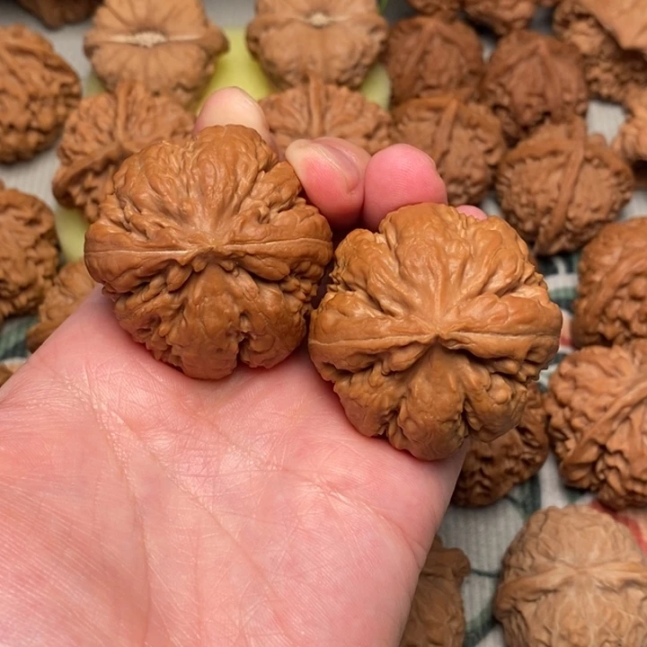 木质霸王龙42全品