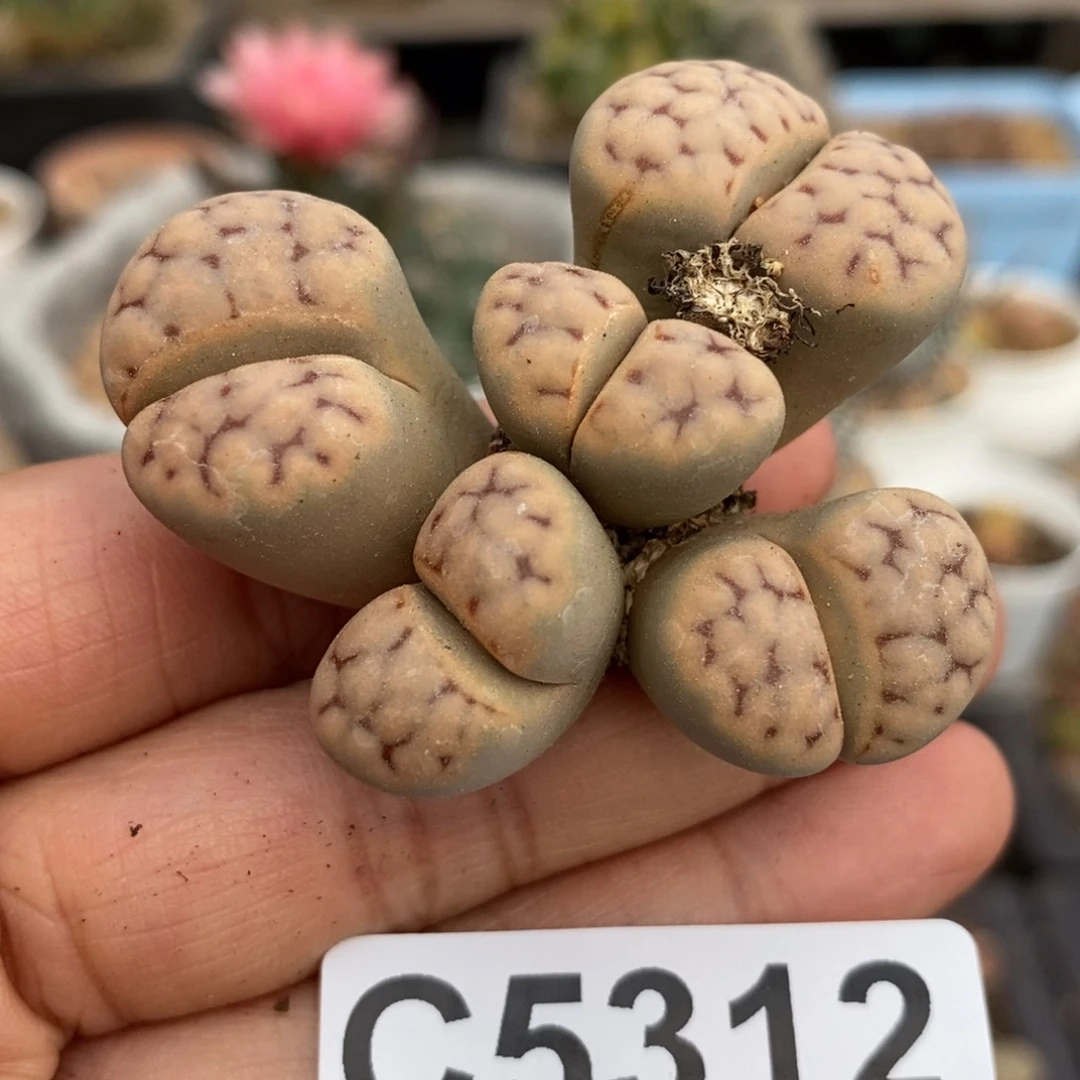 直播间一物一拍链接5312