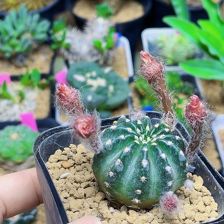 红花昭和一颗一颗一颗