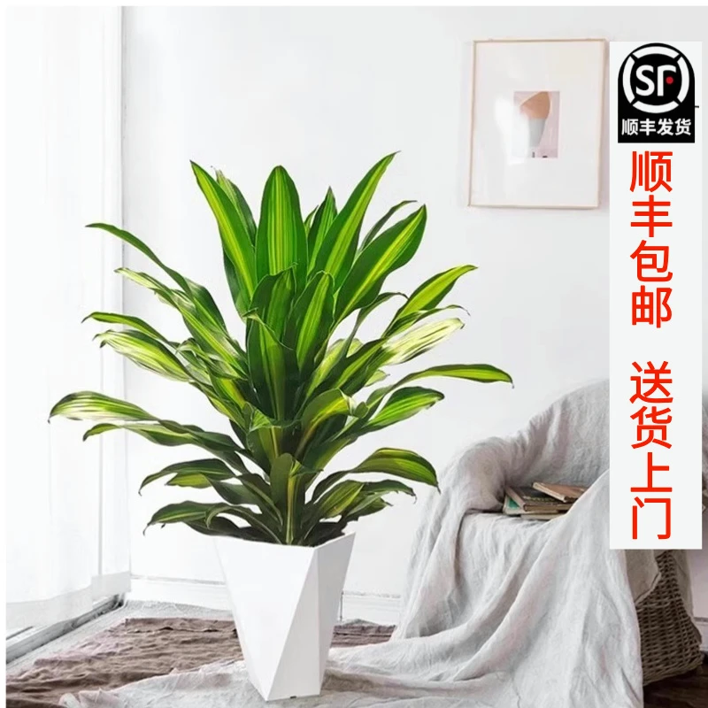 【顺丰包邮】80-100cm金心也门铁巴西铁客厅办公室观叶绿植室内盆栽