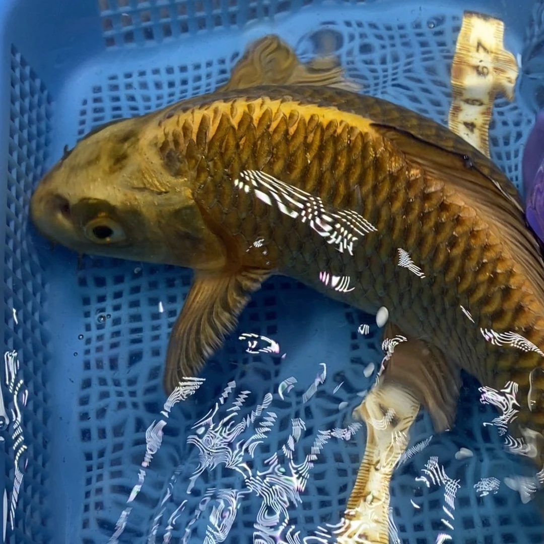 锦鲤冷水锦鲤包邮