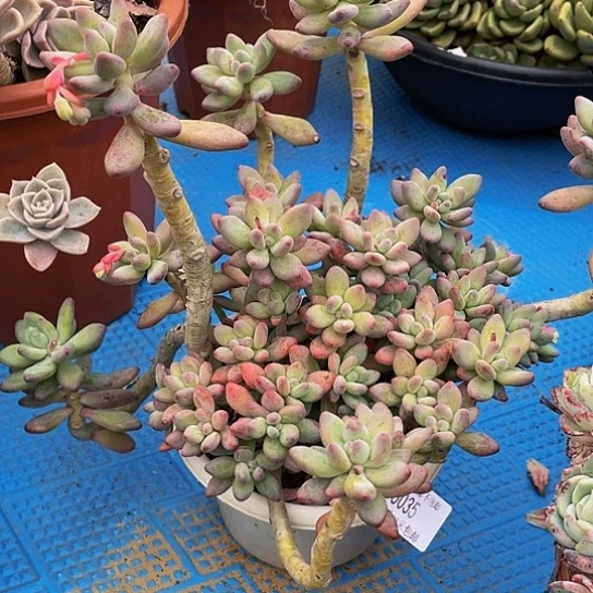 敦**爹苹果美人15035多肉