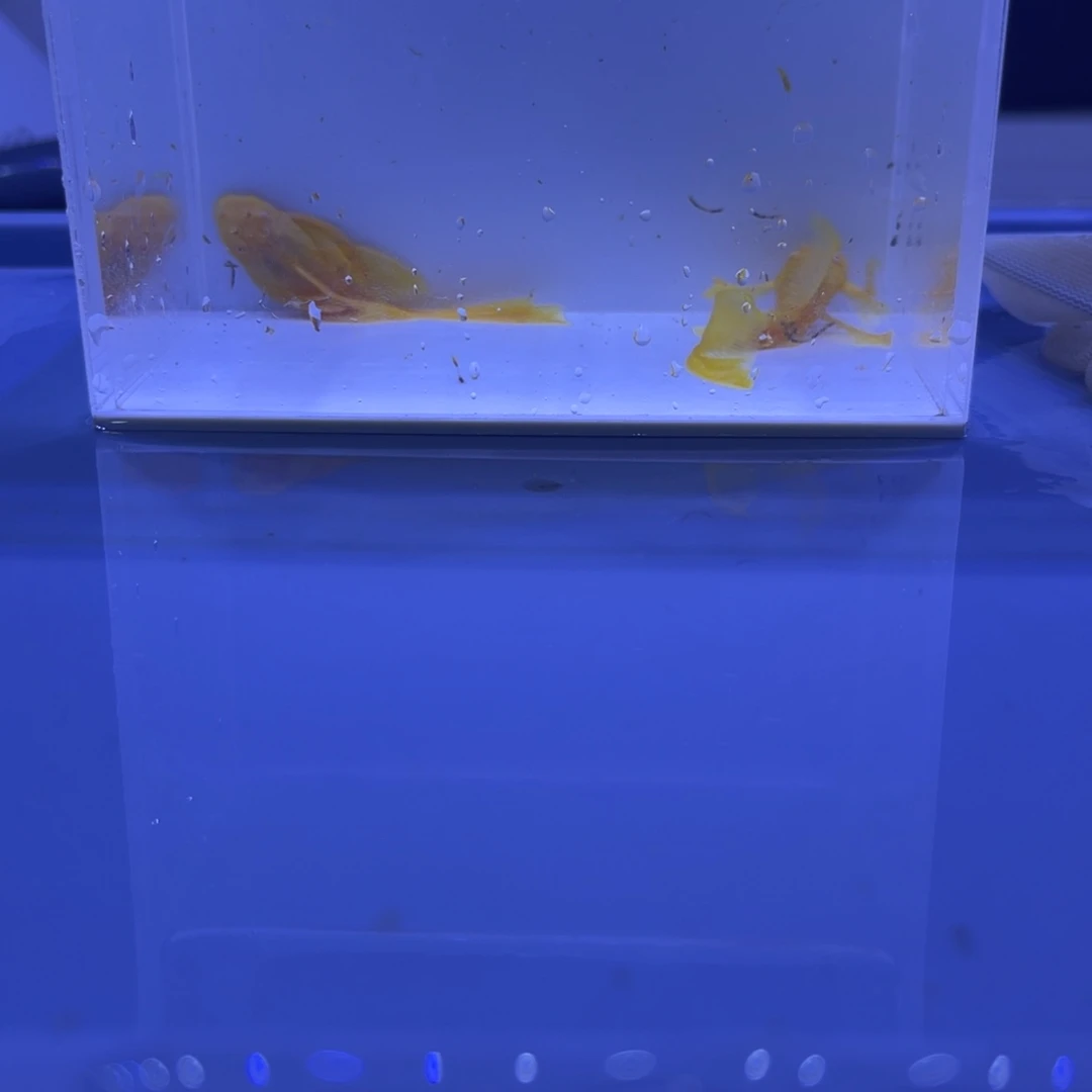 孔雀鱼大帆一对开箱视频报损