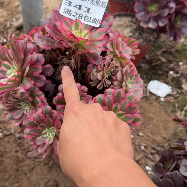 341二号棚红铜壶福利A