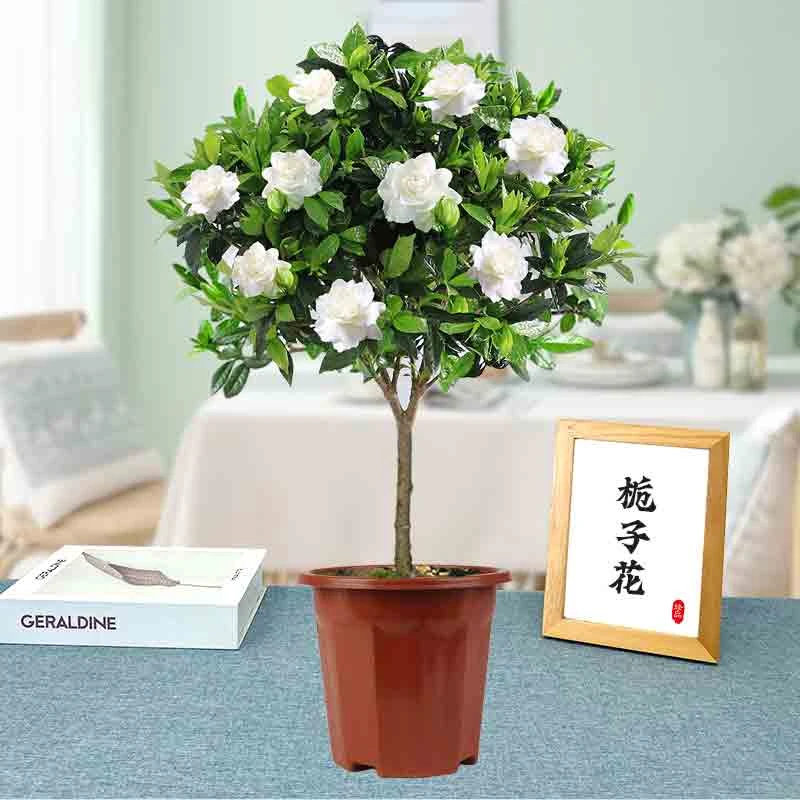 【独杆栀子花】花卉绿植可开花室内外阳台盆栽好养护四季常青