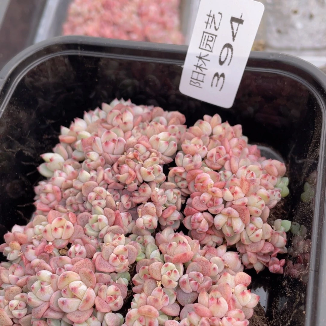 多肉植物多肉植物394