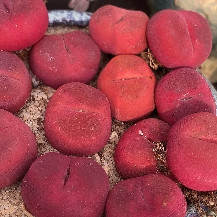 超红蟠桃母本一颗    买2送1