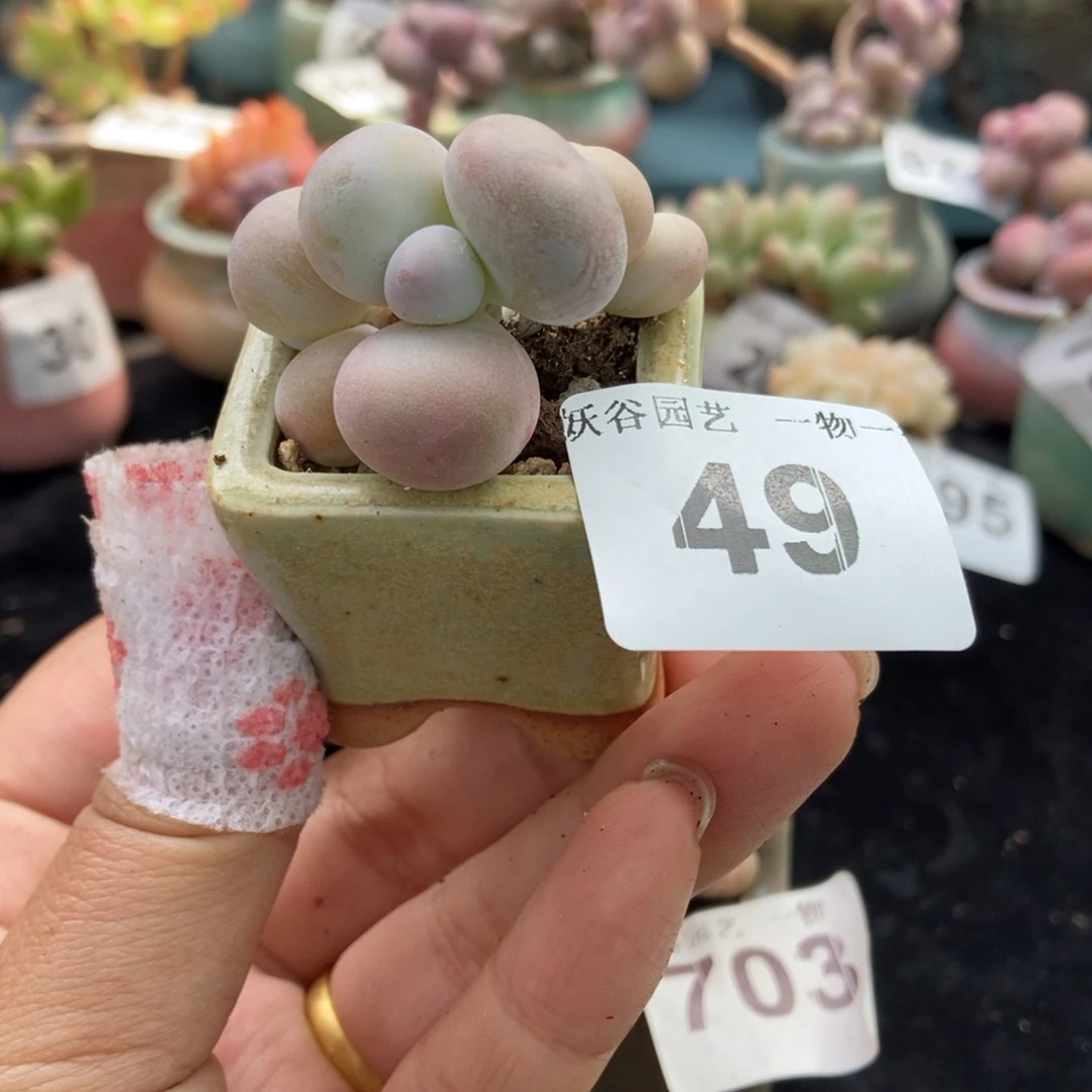 六**雨49水光针奶酪带盆土发货