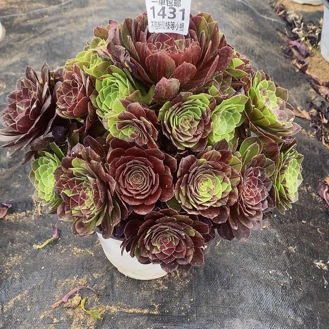 1431花月夜多肉法师锦