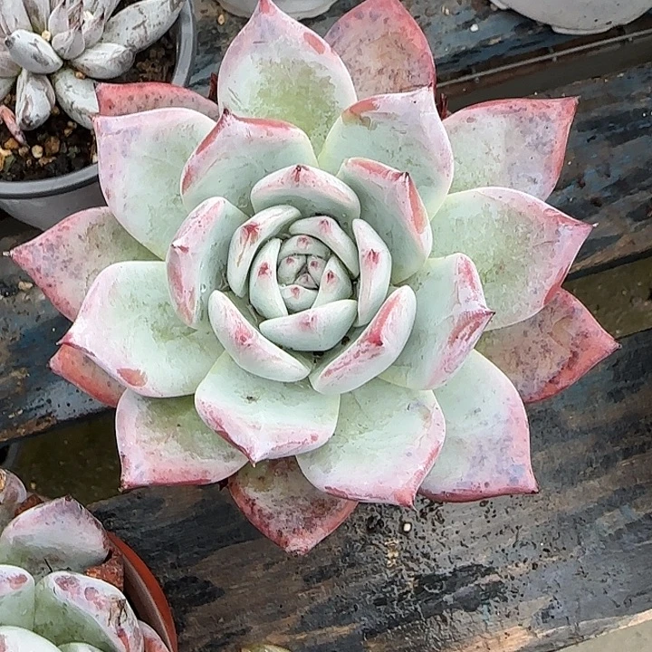 青蛙王子儿童牙膏11