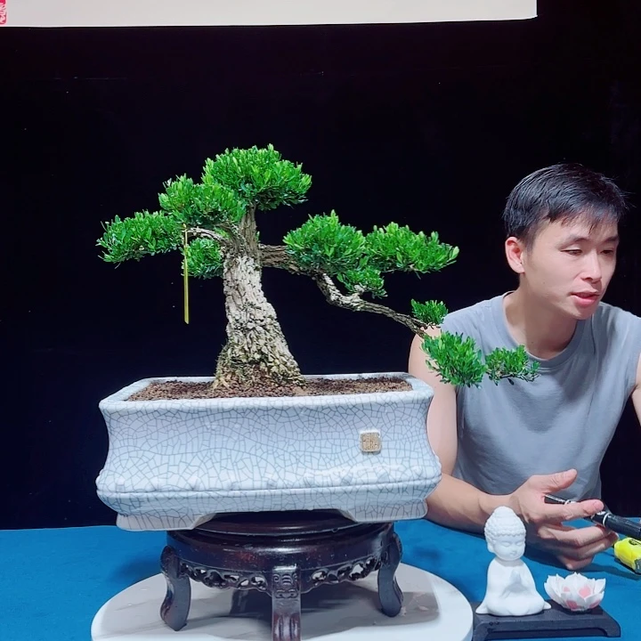无花朵广东邹皮雀舌黄杨