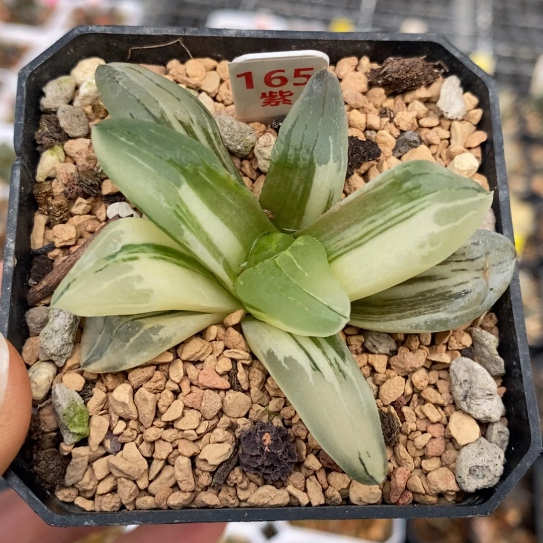 165号冰城锦多肉植物