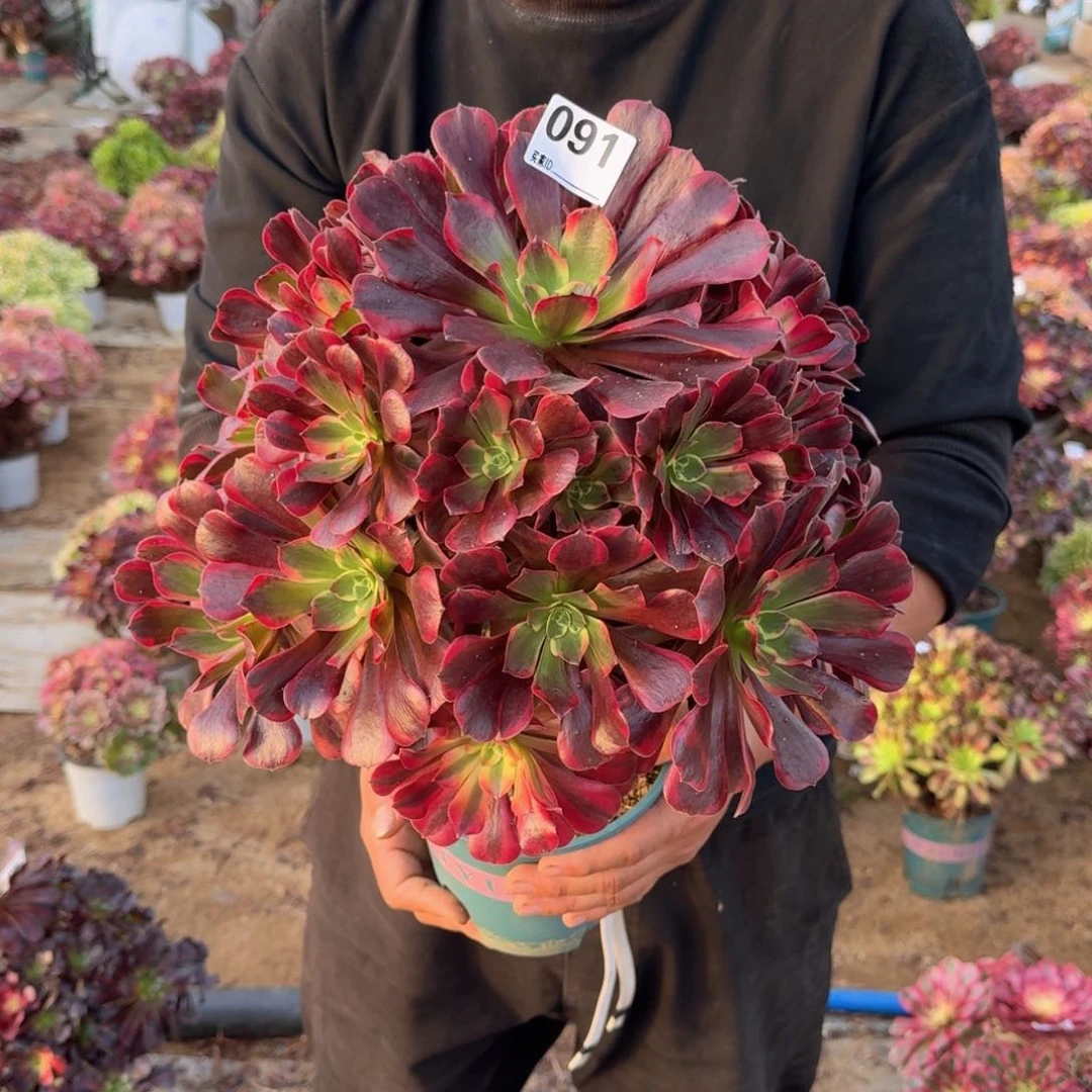 091凤冠多肉植物