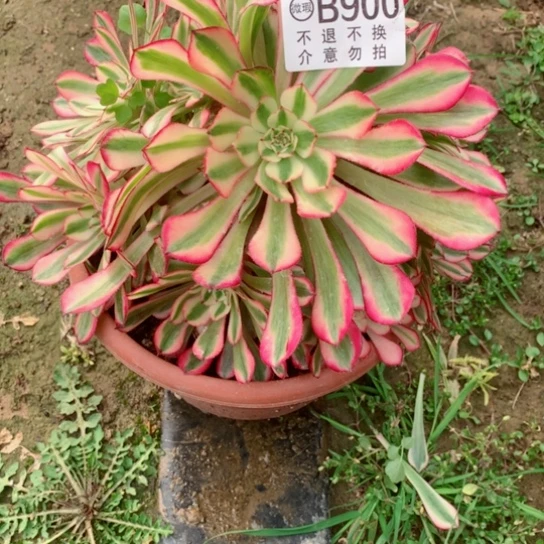 多肉植物粉同900