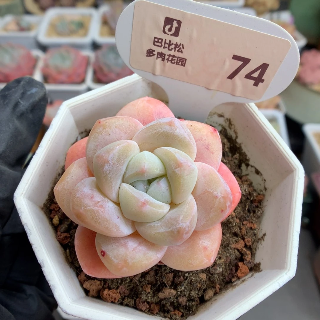 74 粉冰玉多肉多肉