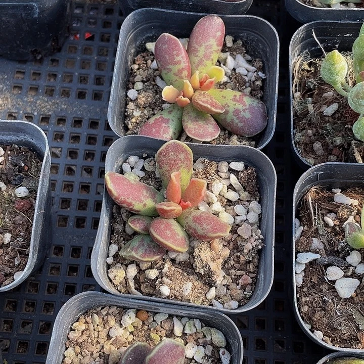 紫库博带盆土发货