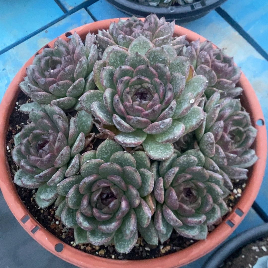 溜溜球。
