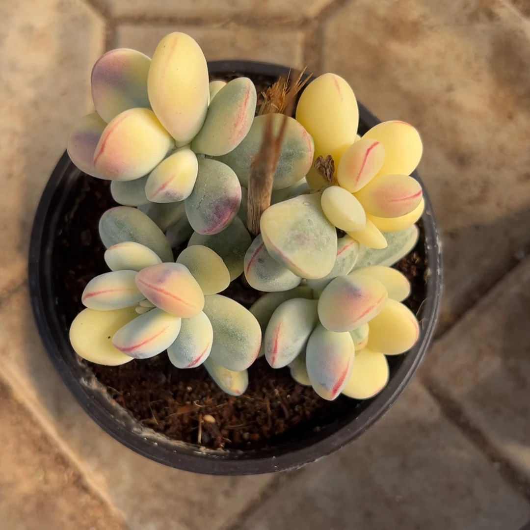 乒乓福娘锦无砍带盆发货